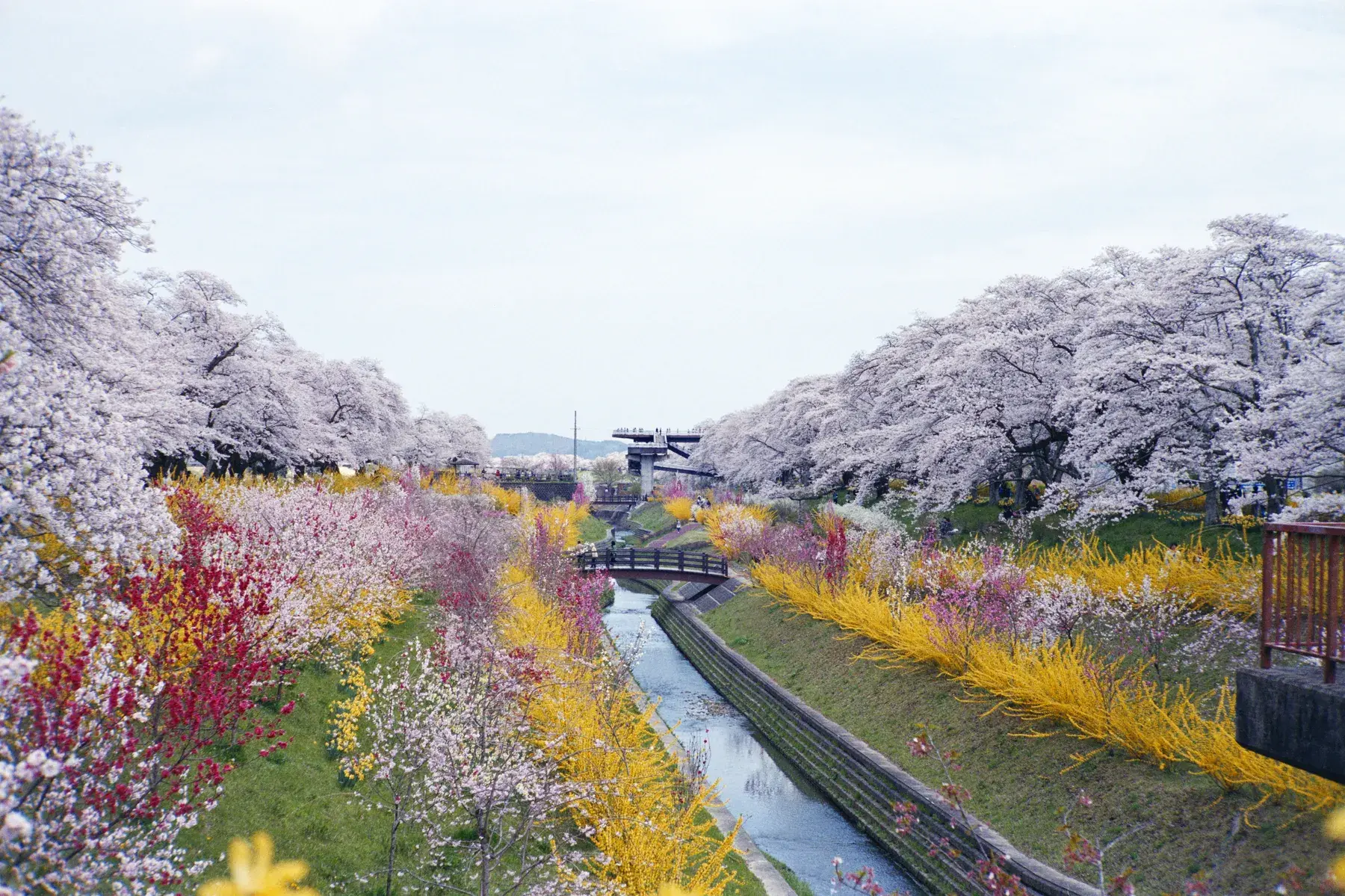 Colour on the Riverbank — film photograph by Darko Ronić